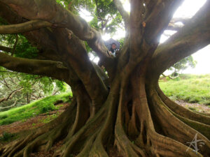 Tree with broad roots Albert Park Auckland NZ