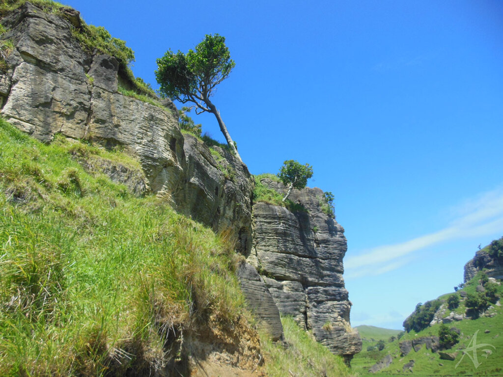 Port Waikato NZ Tree on Cliff