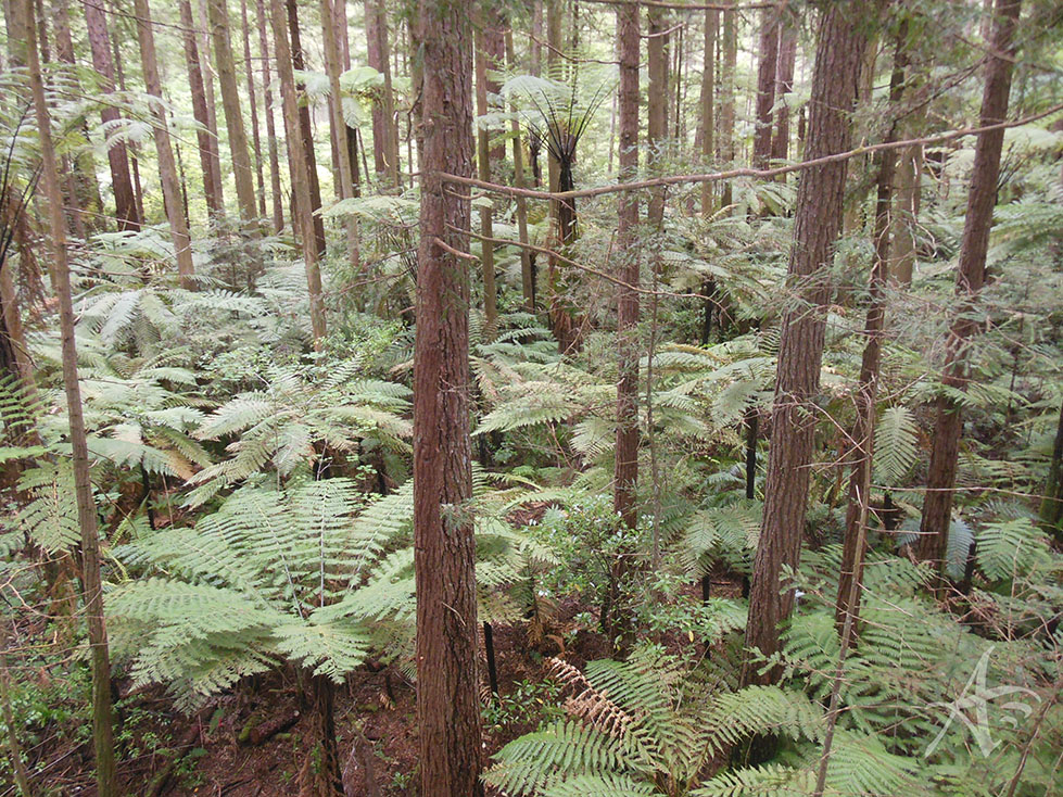 Redwood Forest Silver Ferns New Zealand