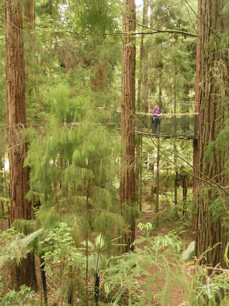 Redwood Forest New Zealand