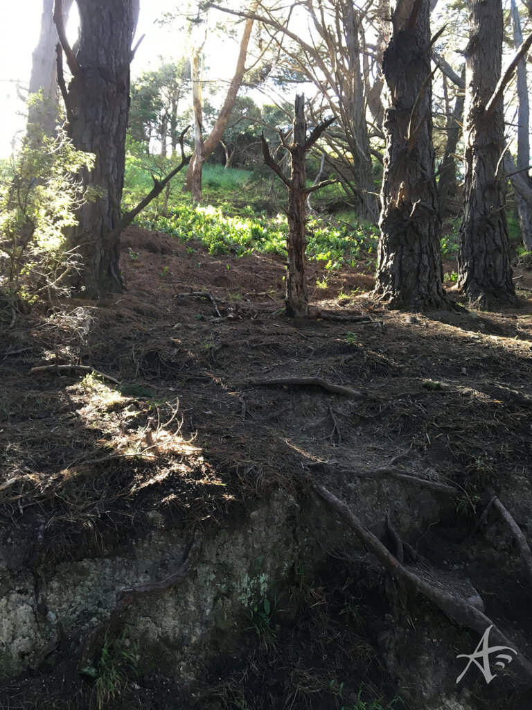 Mt Victoria Park film site shortcut to mushrooms